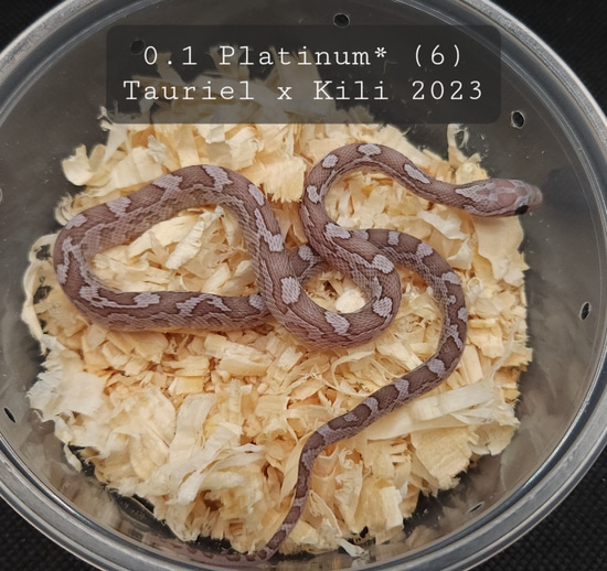 Aberrant Platinum* (See Notes) Corn Snake by Cornbred Reptiles