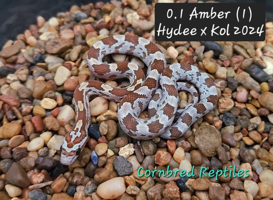 Amber Corn Snake by Cornbred Reptiles