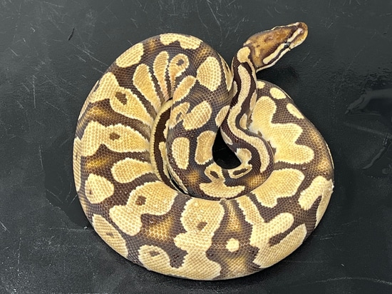 OD Fire Het Clown 50% Het Orange Ghost Ball Python by Cornfed Constrictors