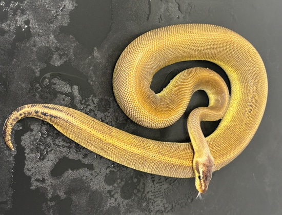 Suma Pastel 50% Het Pied Ball Python by Cornfed Constrictors