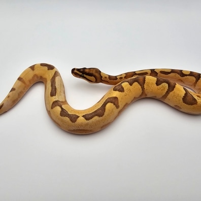 Pastel Enchi Calico Ball Python by Wicked Creations