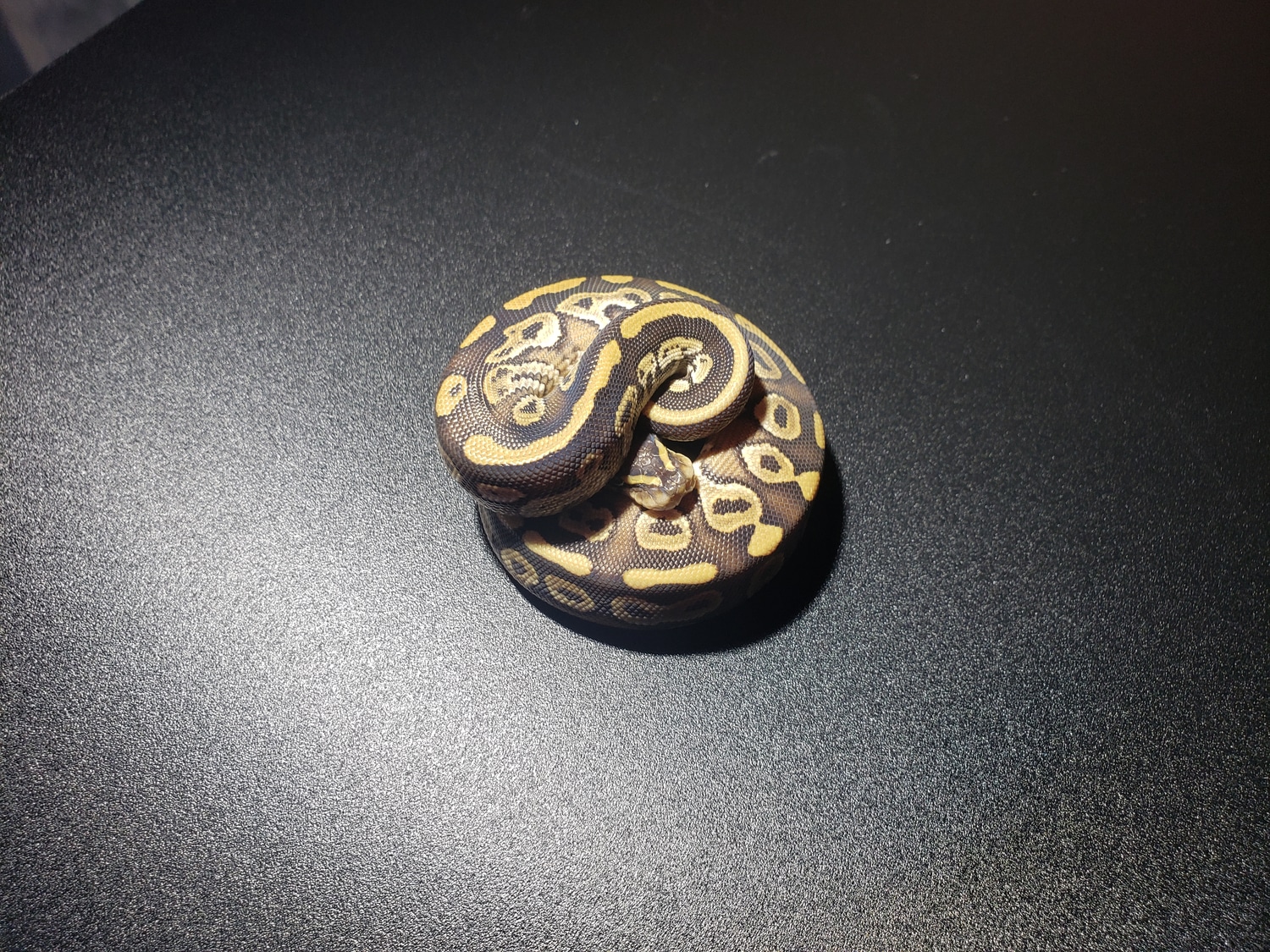 Mojave Het Albino Het Pied Ball Python by Cosmic Ball Pythons - MorphMarket