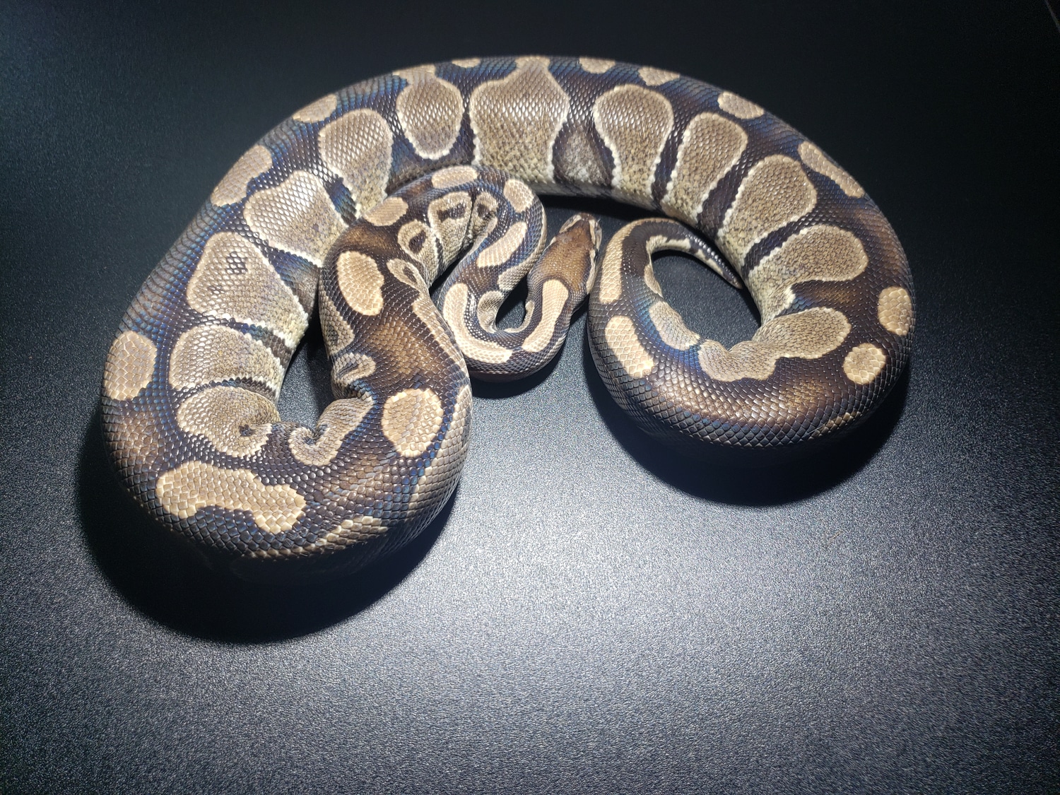 66% Het Albino Ball Python by Cosmic Ball Pythons - MorphMarket