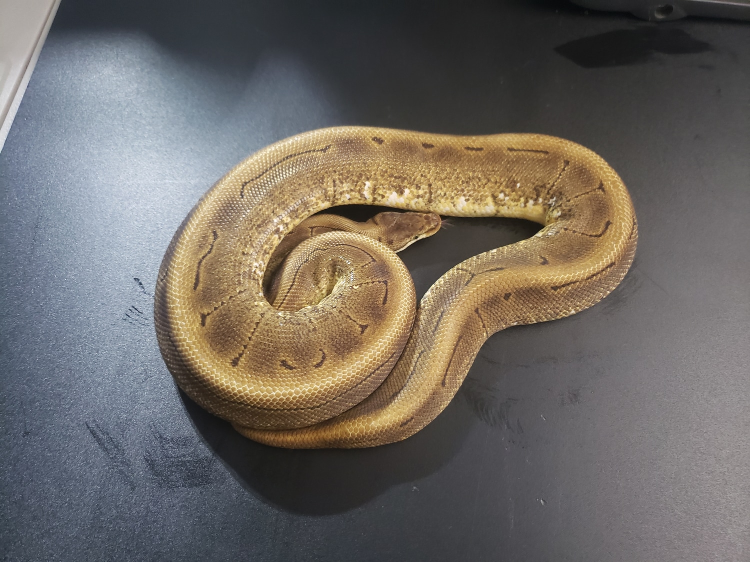 Spinner Ball Python by Cosmic Ball Pythons - MorphMarket