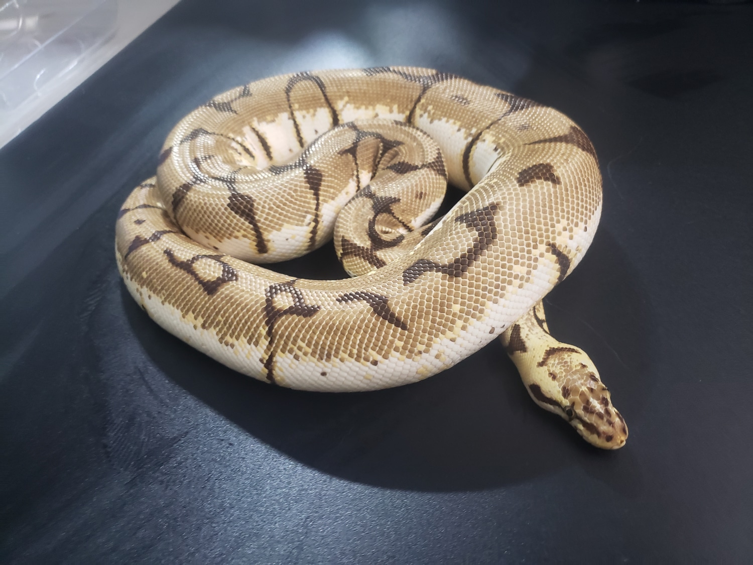 Bumblebee Ball Python by Cosmic Ball Pythons - MorphMarket
