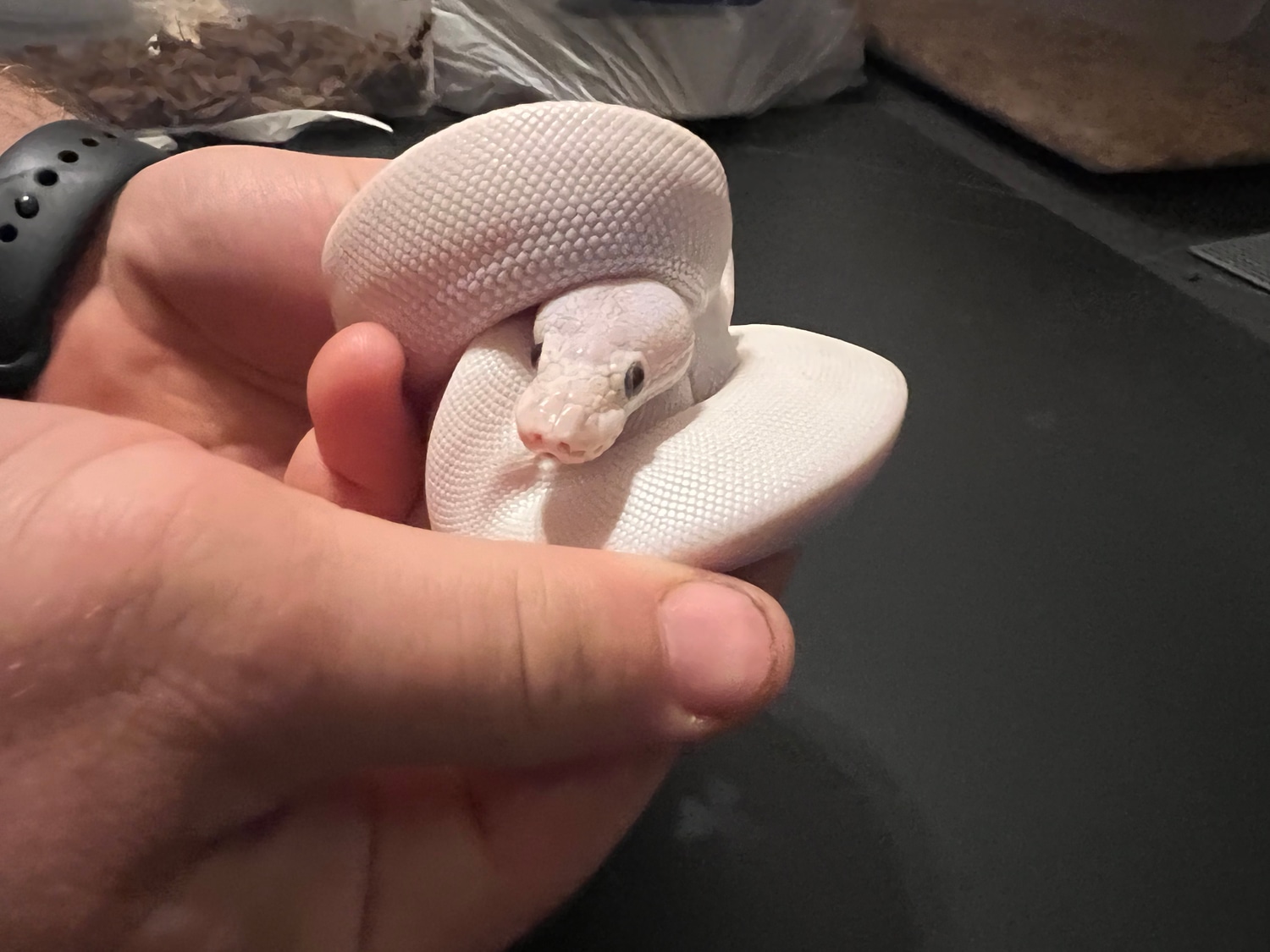 Lesser Mystic Ball Python by Cosmic Ball Pythons - MorphMarket