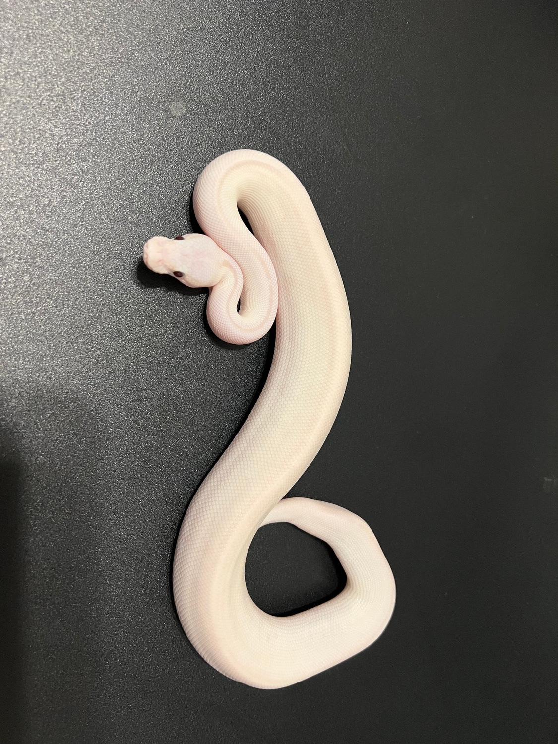 Lesser Mystic Ball Python by Cosmic Ball Pythons - MorphMarket