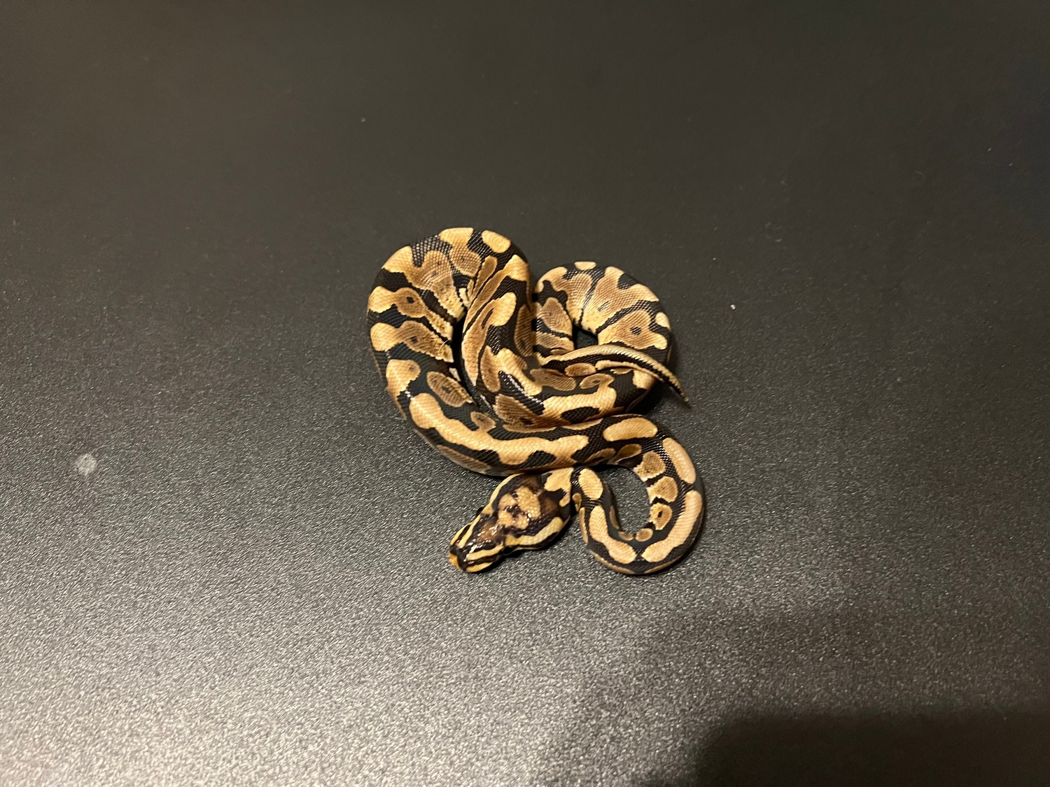 Spotnose Het Clown Ball Python by Cosmic Ball Pythons - MorphMarket