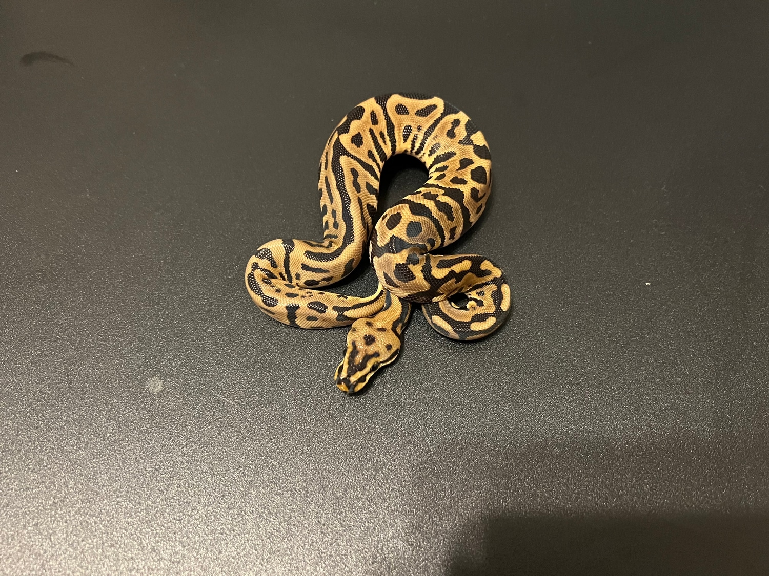 Spotnose Leopard Het Clown Ball Python by Cosmic Ball Pythons - MorphMarket