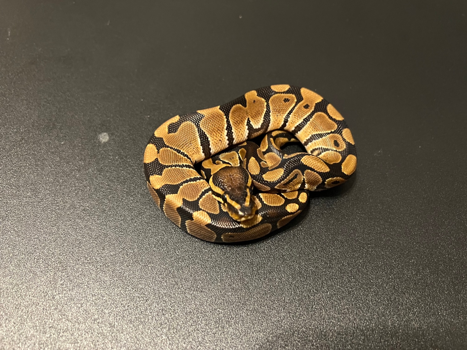Normal Het Clown Ball Python by Cosmic Ball Pythons - MorphMarket