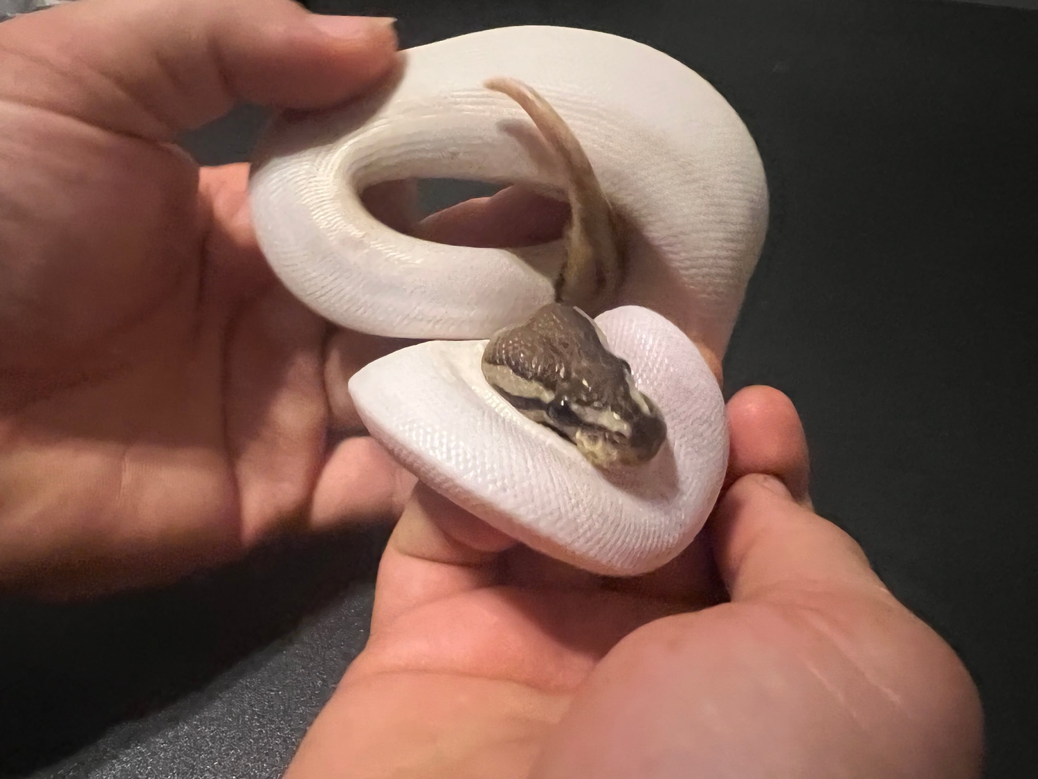 Mojave Pied Het Albino Ball Python by Cosmic Ball Pythons - MorphMarket