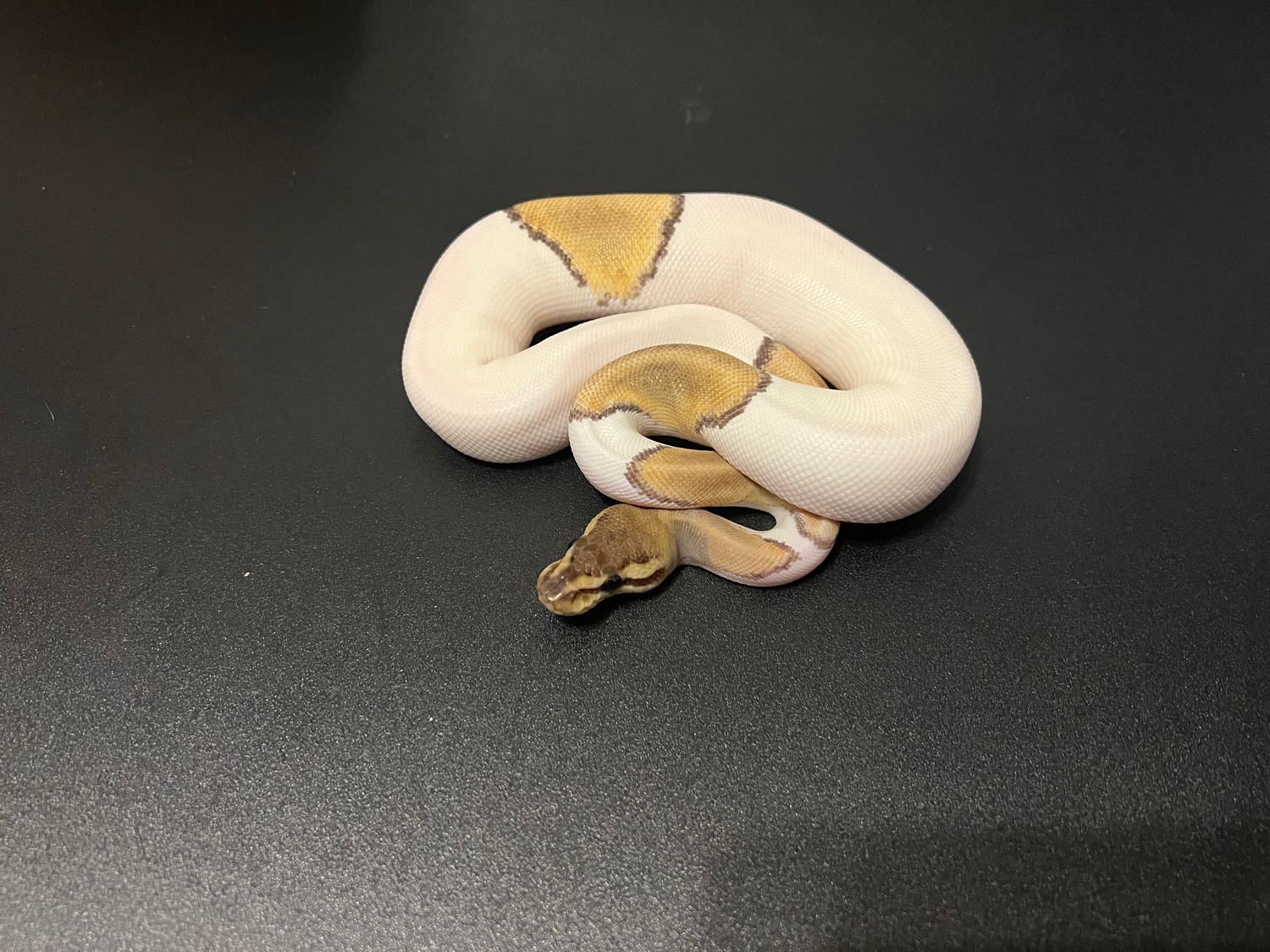 Mojave Pied Het Albino Ball Python by Cosmic Ball Pythons - MorphMarket