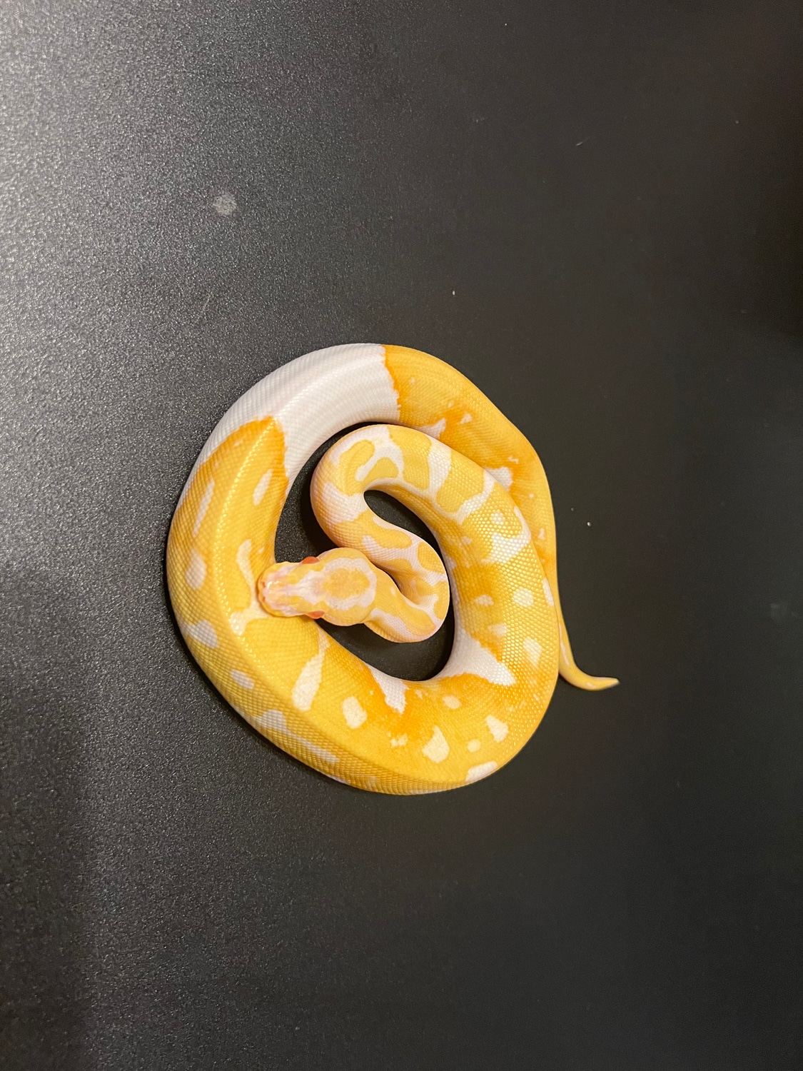 Albino Pied Ball Python by Cosmic Ball Pythons - MorphMarket