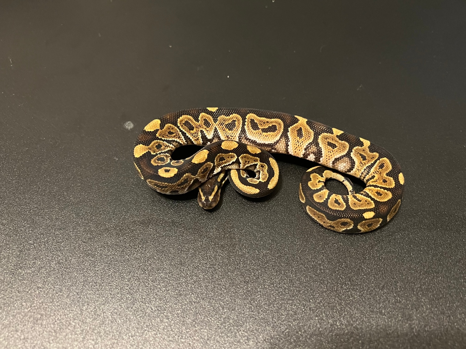 Mystic Ball Python by Cosmic Ball Pythons - MorphMarket