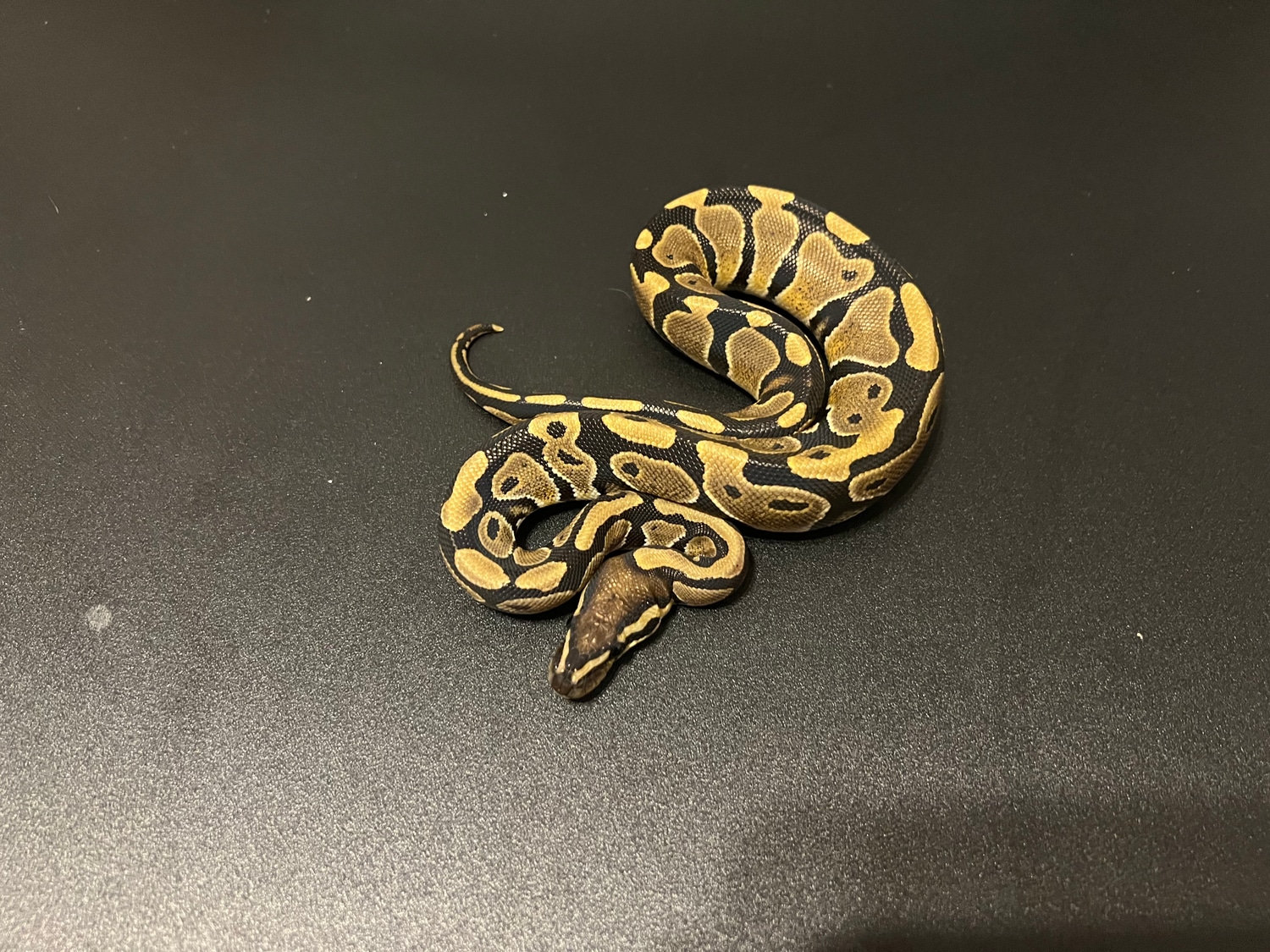 Normal 50% Het Albino Clown Ball Python by Cosmic Ball Pythons ...