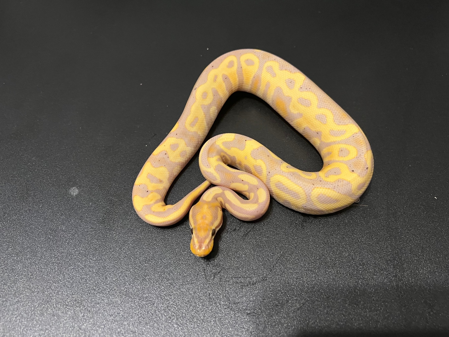 Leopard Banana 50% Het Albino Clown Ball Python by Cosmic Ball Pythons ...