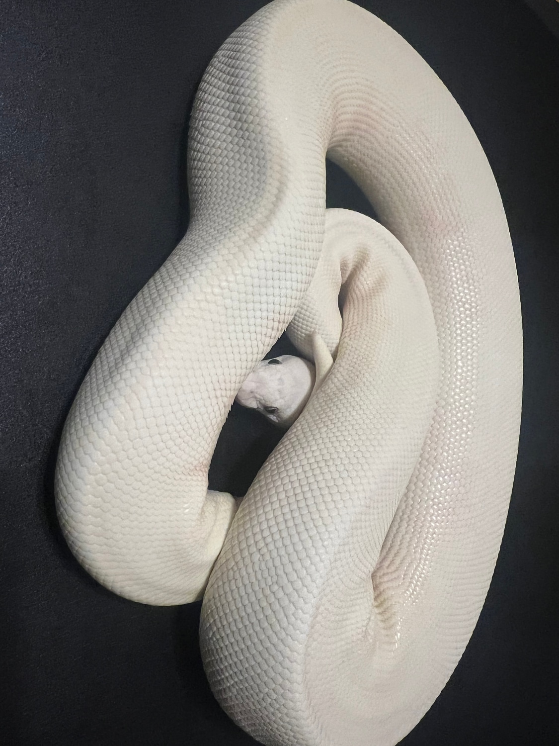 Mojave Lesser Het Ghost Possible Super Pastel Ball Python by Cosmic ...