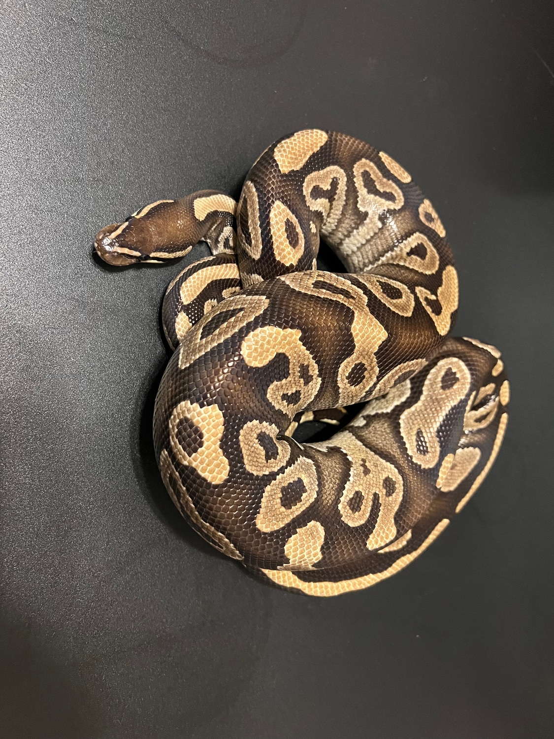 Mystic 1 Ball Python by Cosmic Ball Pythons - MorphMarket