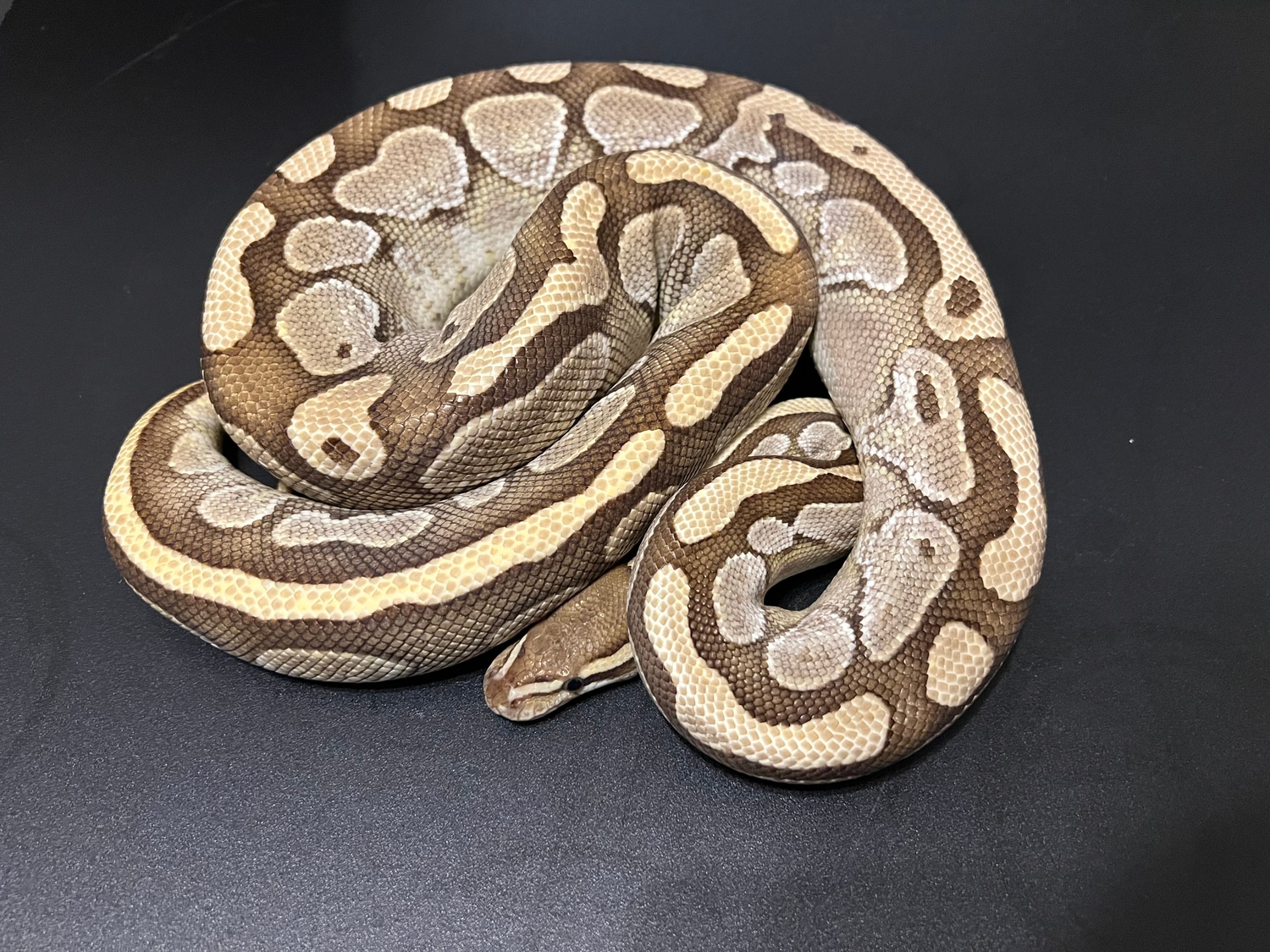 Lesser 1 Ball Python by Cosmic Ball Pythons - MorphMarket