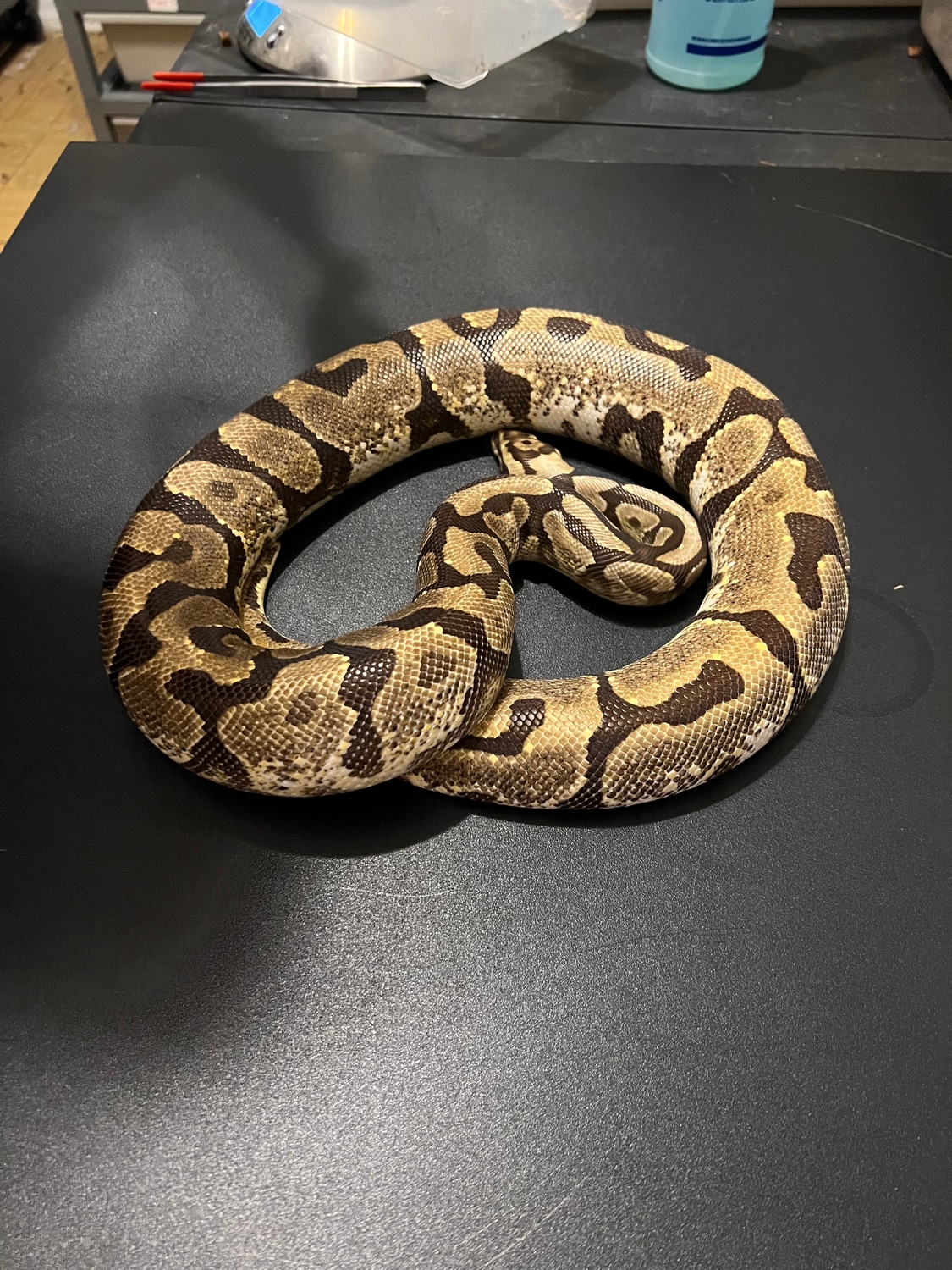 Enchi Spotnose Yellow Belly/asphalt Ball Python by Cosmic Ball Pythons
