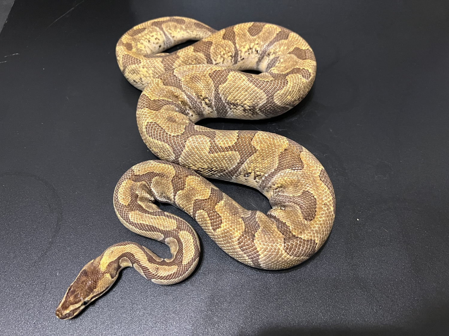 Super Enchi Het Pied Ball Python by Cosmic Ball Pythons - MorphMarket