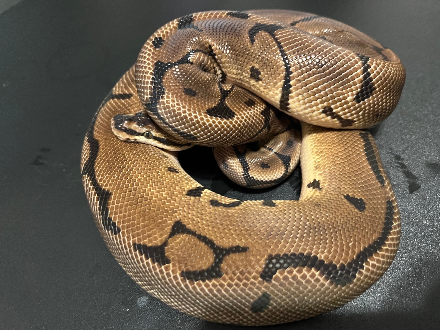 Spider Leopard Possible Het Clown Ball Python by Cosmic Ball Pythons ...