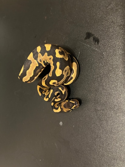Leopard Yellow Belly/ Specter 1 Ball Python by Cosmic Ball Pythons