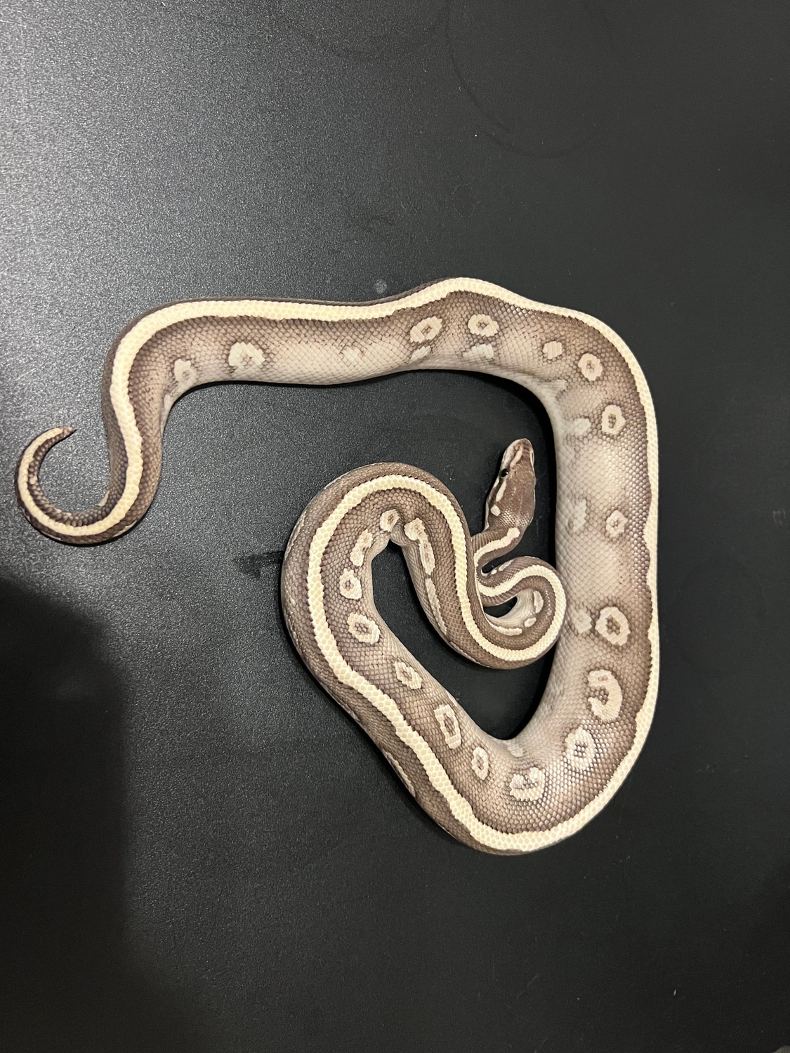 Super Mystic Vanilla Ball Python by Cosmic Ball Pythons - MorphMarket