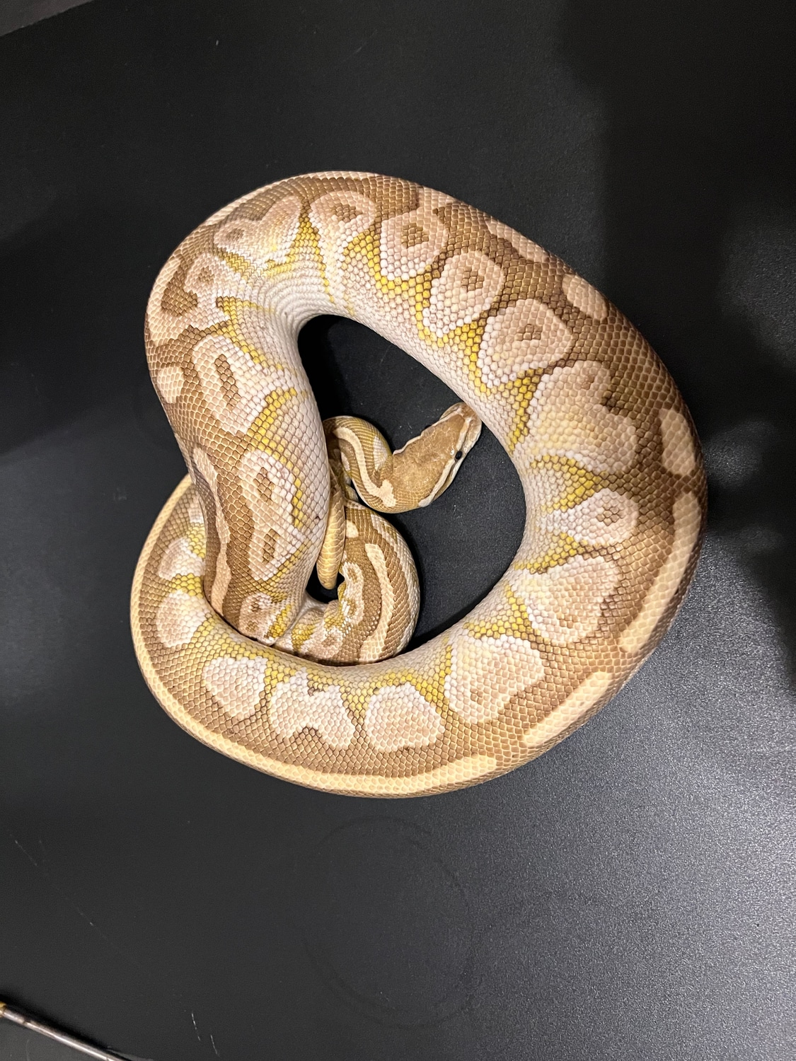 Lesser Platinum 2 Ball Python by Cosmic Ball Pythons - MorphMarket