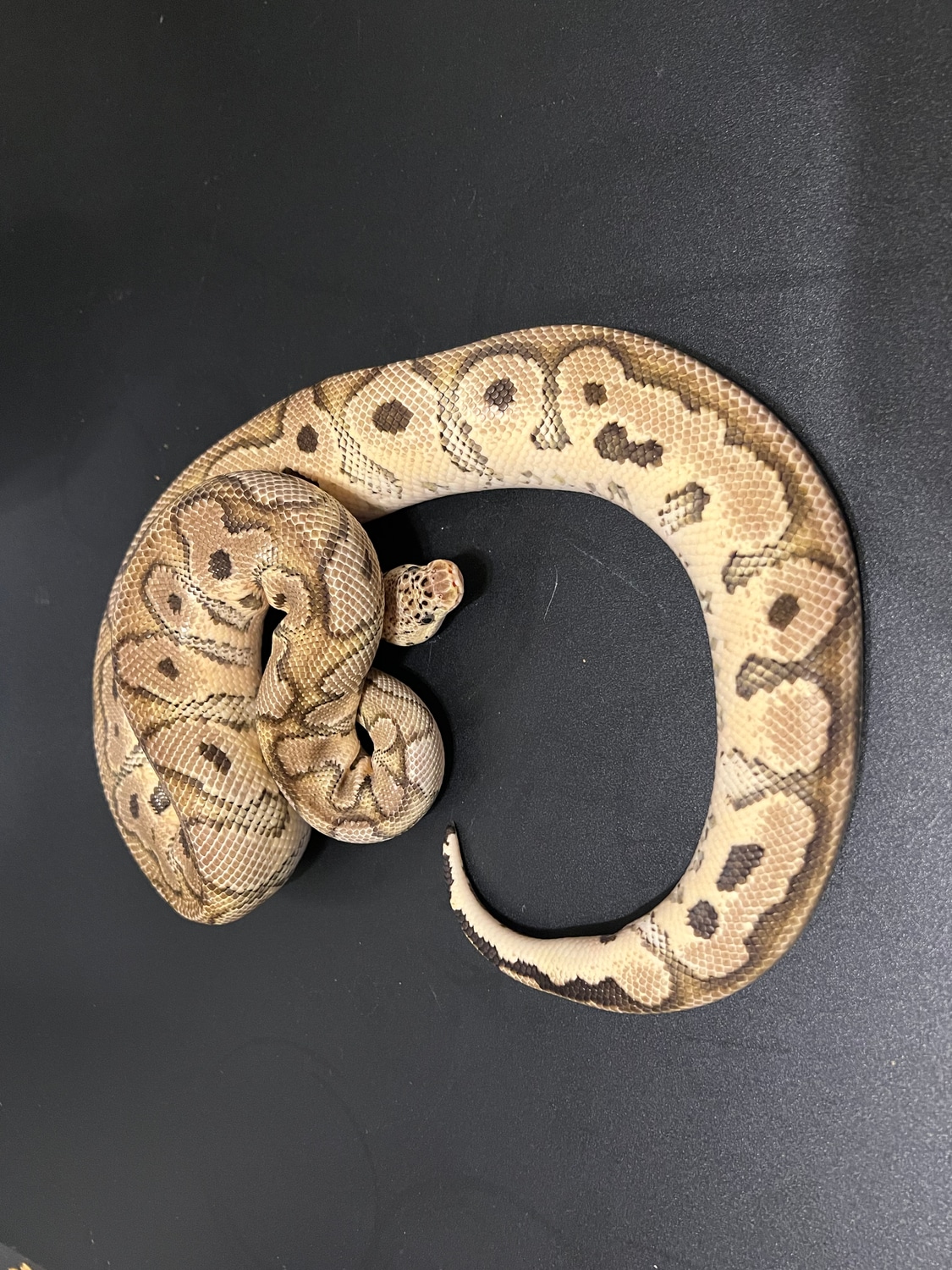 Pastel Spotnose Xtreme Gene Clown Ball Python by Cosmic Ball Pythons