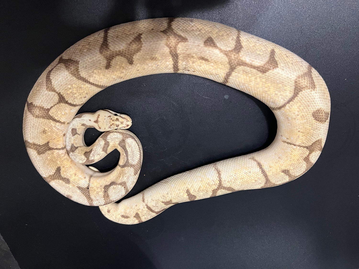 Firebee Ball Python by Cosmic Ball Pythons - MorphMarket