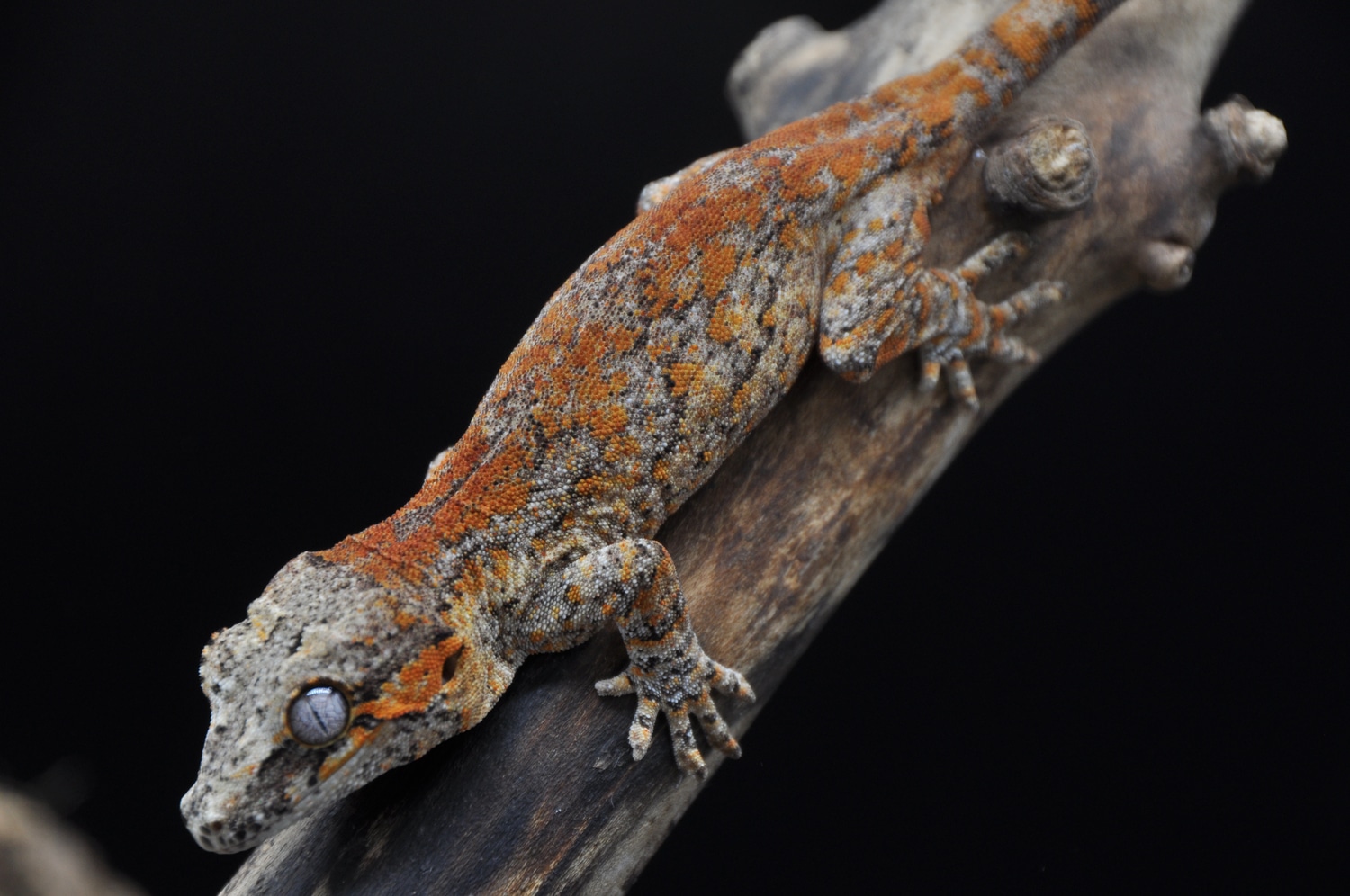 Orange Blotch Gargoyle Gecko by Cosmic Exotics MorphMarket