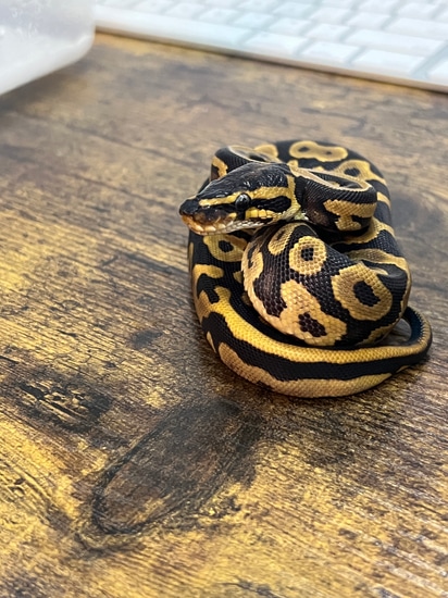 Pastel Leopard Yellow Belly Ball Python by Bodacious Balls