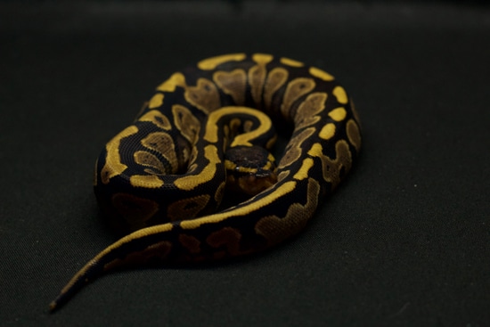 Pastel Leopard Yellow Belly Ball Python by Bodacious Balls