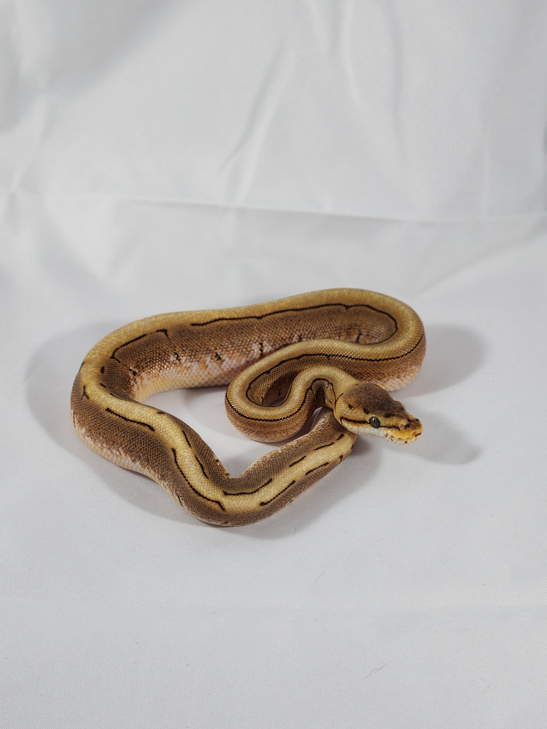 Spinner Ball Python by Swamp Serpents - MorphMarket