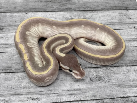 Male Purple Passion 100% Het Clown Ball Python by Ball Pythons & Co