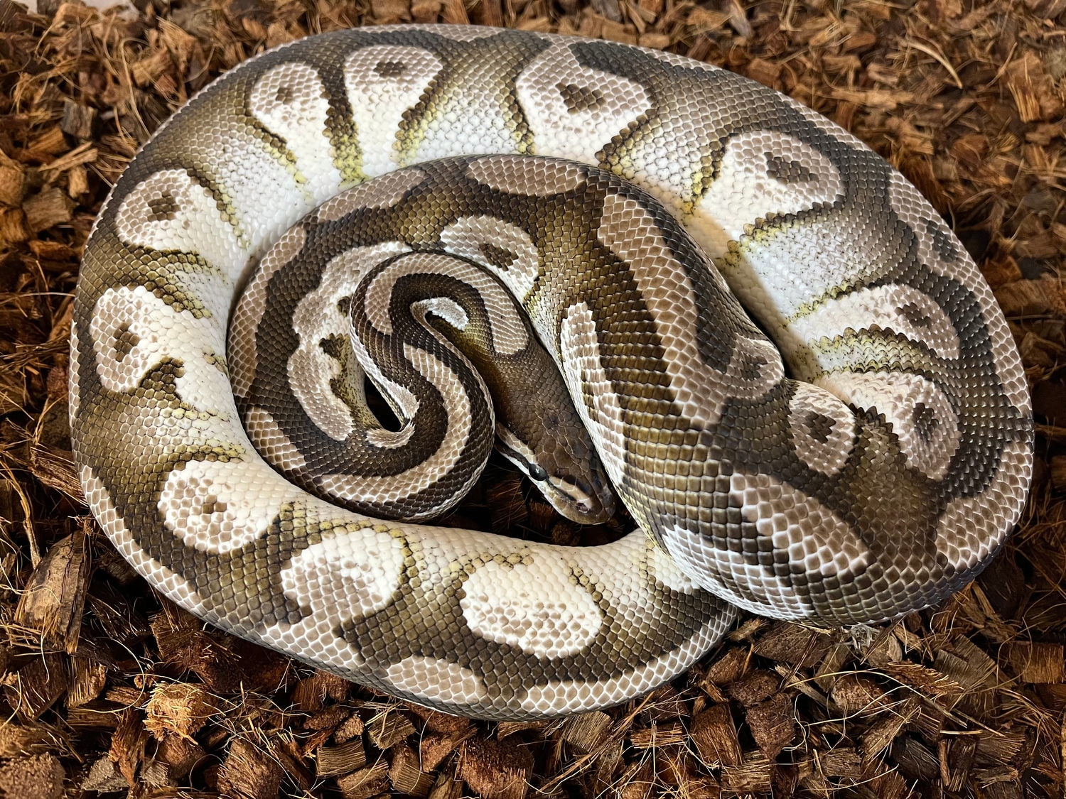 Adult Male Orange Dream Mojave 66% VPI Axanthic Ball Python by Ball ...