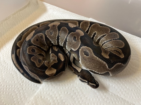 Adult Female VPI Axanthic FREE SHIPPING Ball Python by Ball Pythons & Co