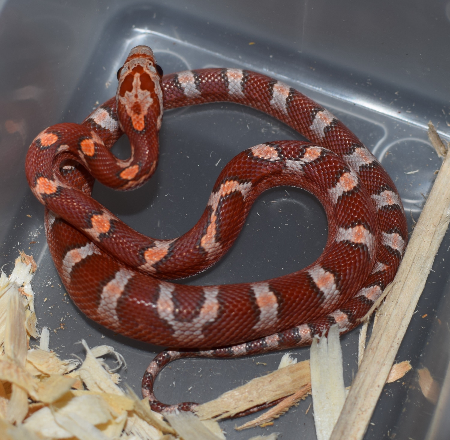 Hypo Diffused Corn Snake by Coveted Constrictors MorphMarket