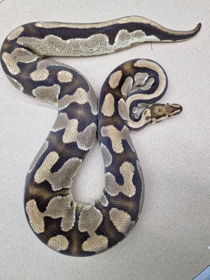 Fire Double Het Tsk Axanthic Pied Ball Python by Kt_morphs