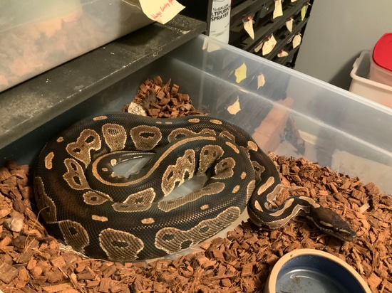 Blackhead Ringer Gene Ball Python by KnL Constrictors