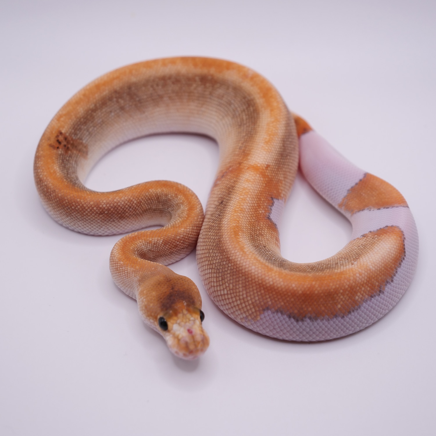Black Pastel Champagne DH Hypo Clown Ball Python by Jason Wright ...