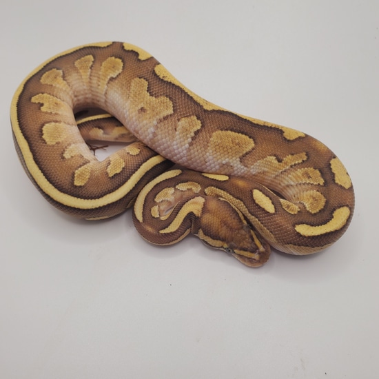 Fire Lesser Yellowbelly Het Gstripe Ball Python by Jason Wright Reptiles