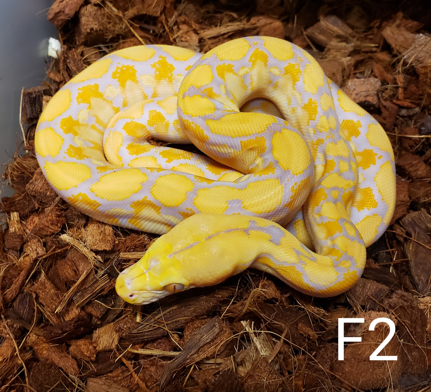 Lavender 66% Het Genetic Stripe Reticulated Python by Crafty Exotics ...