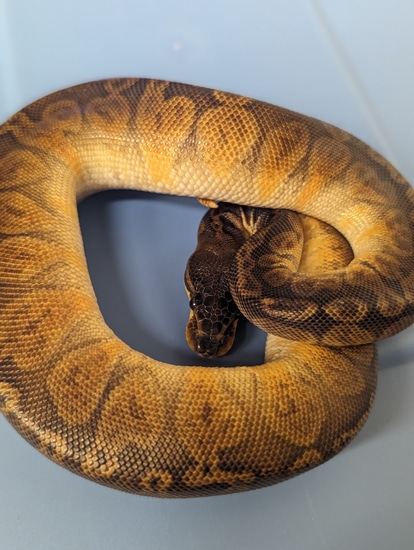 Sunset Ball Python by Craig Kade