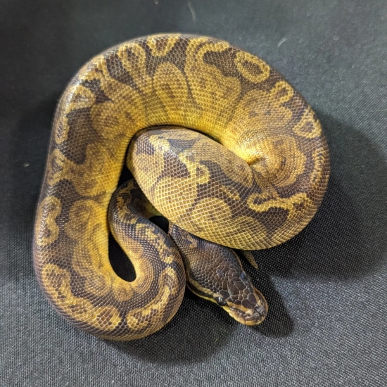 Sunset Ball Python by Craig Kade