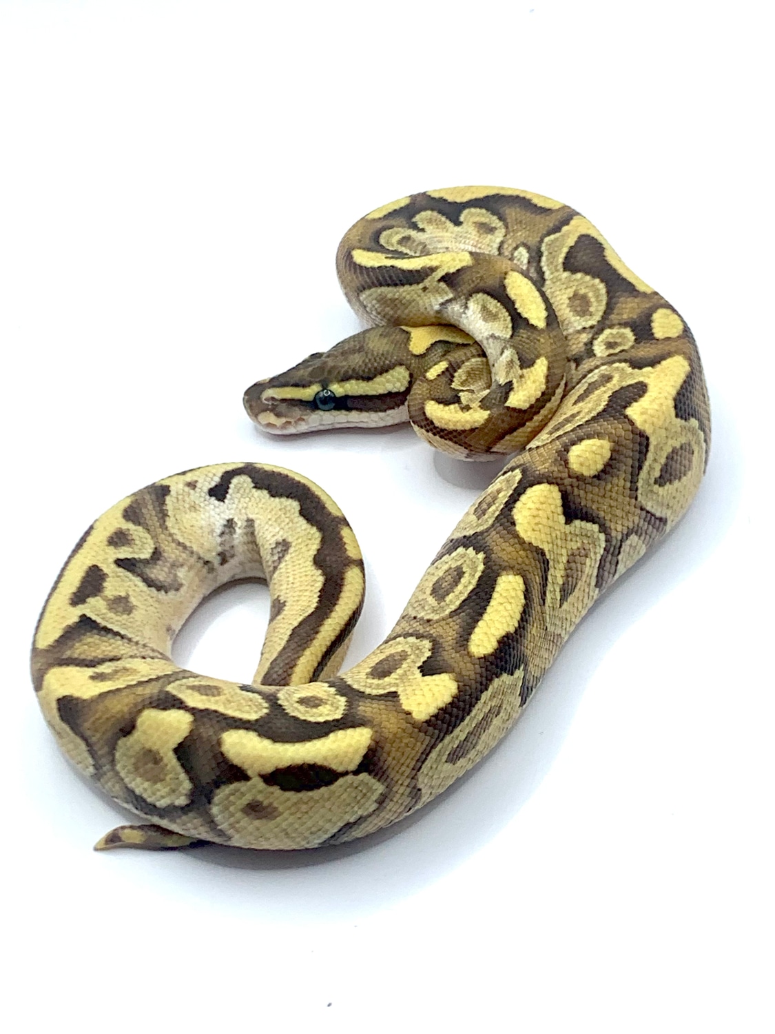Mojave Enchi Fire Ball Python by Darkhorse Morphs - MorphMarket