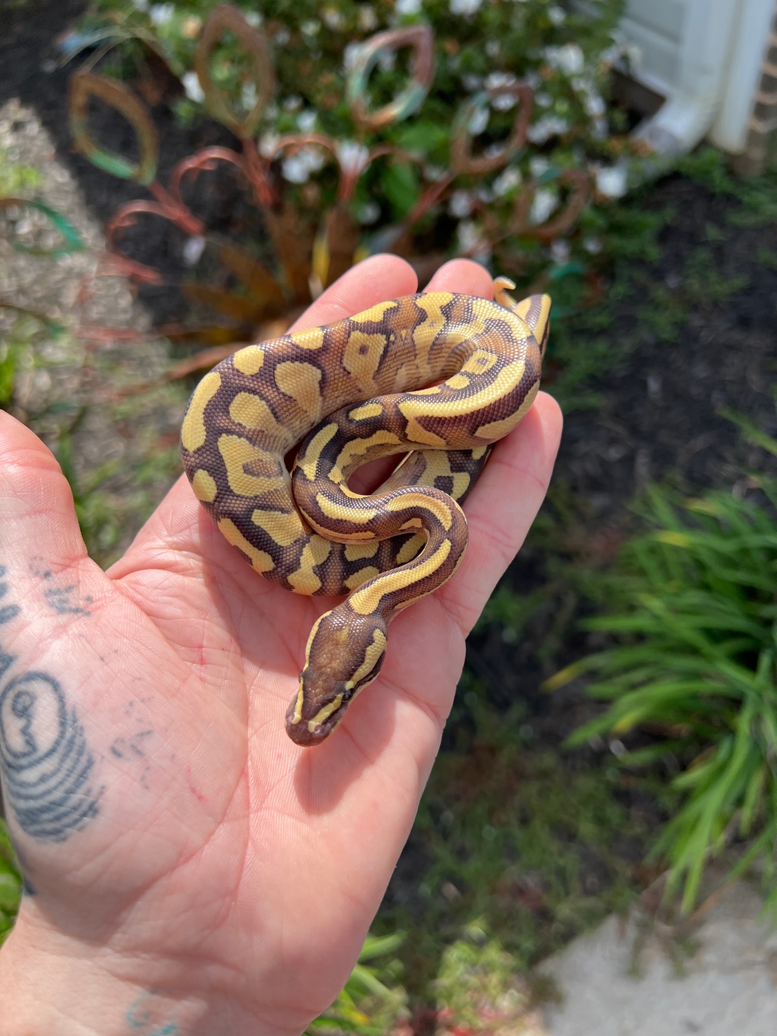 Mystic Enchi Fire Yb Ball Python by Craton's Snake Lab - MorphMarket