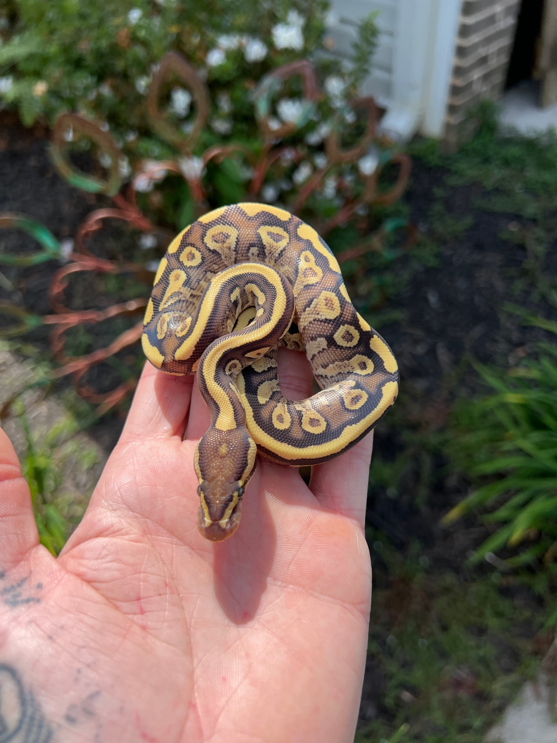 Mojave Fire Yellow Belly Ball Python by Craton's Snake Lab - MorphMarket