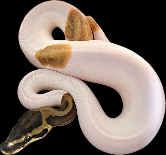 Krg Ball Python KRG Leopard Pied Pos Enchi Ball Python by J Craw Reptiles